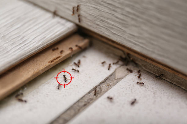 Best Mosquito Control Services  in Dunlap, IL
