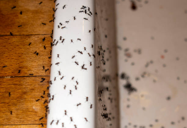 Best Cockroach Control Services  in Dunlap, IL